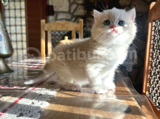 Golden British Shorthair Ny12 Yavrular Wcf Kayıtlı görsel