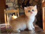 Golden British Shorthair Ny12 Yavrular Wcf Kayıtlı