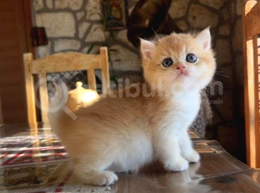Golden British Shorthair Ny12 Yavrular Wcf Kayıtlı görsel