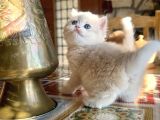Golden British Shorthair Ny12 Yavrular Wcf Kayıtlı