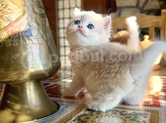 Golden British Shorthair Ny12 Yavrular Wcf Kayıtlı görsel