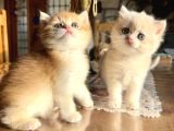 Golden British Shorthair NY12 Yavrular wcf kayıtlı