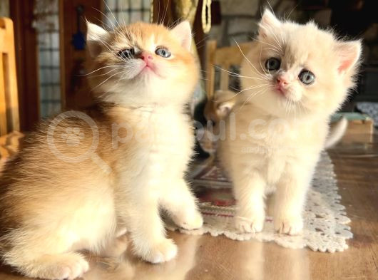 Golden British Shorthair Ny12 Yavrular Wcf Kayıtlı