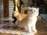 Golden British Shorthair Ny12 Yavrular Wcf Kayıtlı
