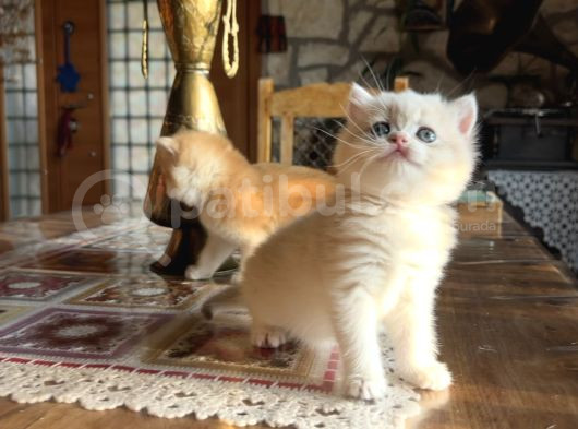 Golden British Shorthair Ny12 Yavrular Wcf Kayıtlı görsel