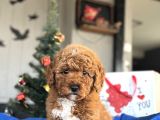 Bebek Suratli Aprci̇ot Toy Poodle Yavrular