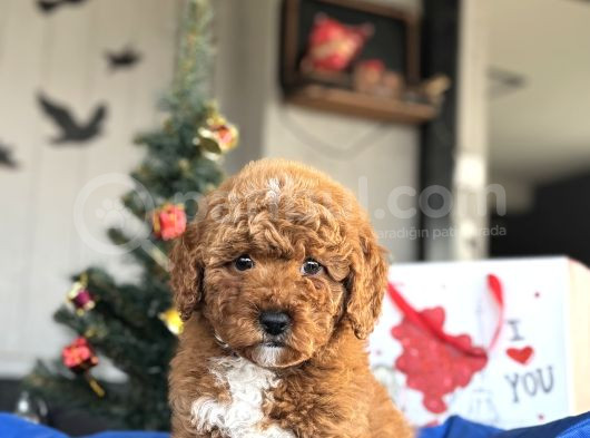 Bebek Suratli Aprci̇ot Toy Poodle Yavrular görsel