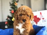 Bebek Suratli Aprci̇ot Toy Poodle Yavrular