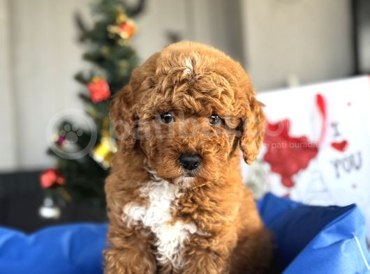 Bebek Suratli Aprci̇ot Toy Poodle Yavrular görsel
