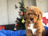 BEBEK SURATLI APRCİOT TOY POODLE YAVRULAR