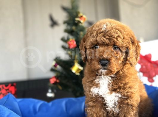 Bebek Suratli Aprci̇ot Toy Poodle Yavrular