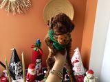 Teacup Kore Poodle Dişi Erkek