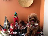 Teacup kore poodle dişi erkek