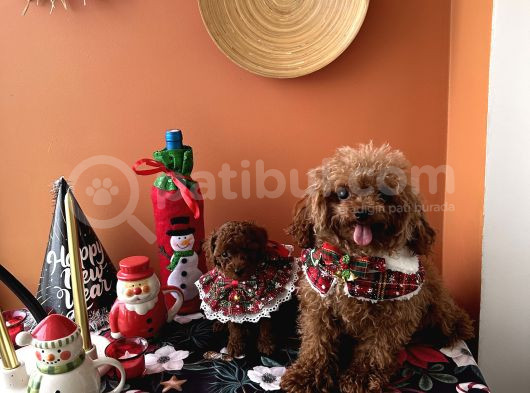 Teacup Kore Poodle Dişi Erkek