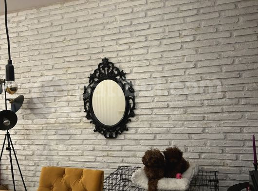 Kravatı Boyundan Büyük Korepoodle görsel