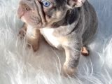 Sadece En Iyi Exotic French Bulldoglar