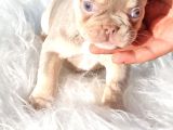 Sadece En Iyi Exotic French Bulldoglar