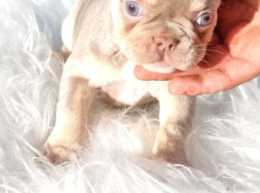 Sadece En Iyi Exotic French Bulldoglar görsel