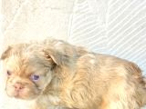 Sadece En Iyi Exotic French Bulldoglar