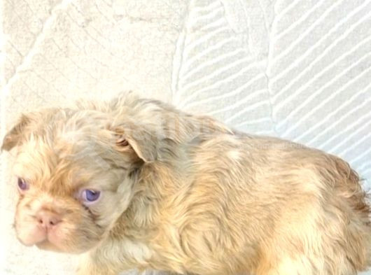 Sadece En Iyi Exotic French Bulldoglar görsel