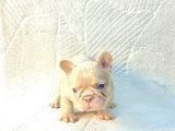 Sadece En Iyi Exotic French Bulldoglar