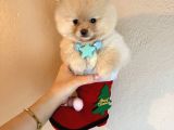 Show Kalite Teddybear Dişiler