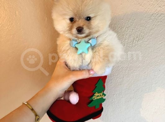 Show Kalite Teddybear Dişiler görsel
