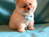 Show Kalite Teddybear Dişiler