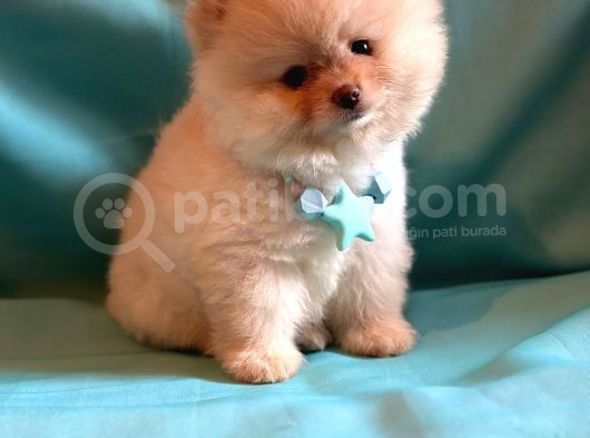 Show Kalite Teddybear Dişiler görsel
