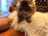 55 Günlük Exotic Renk Erkek Chinchilla Yavrumuz