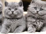 Ele avuca sığmayan Gri British Shorthair ve Longhair
