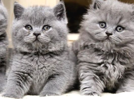 Ele Avuca Sığmayan Gri British Shorthair Ve Longhair
