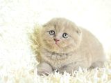 Mahsun Bebek Lilac Scottish Fold