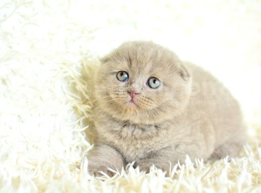 Mahsun Bebek Lilac Scottish Fold görsel