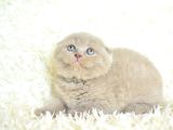Mahsun Bebek Lilac Scottish Fold