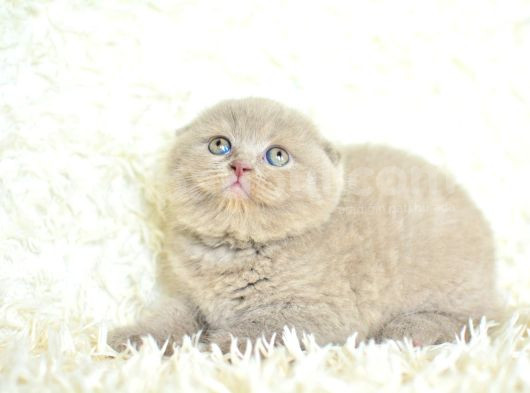 Mahsun Bebek Lilac Scottish Fold