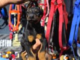 Avrupa Doberman Irkı King Yavrular