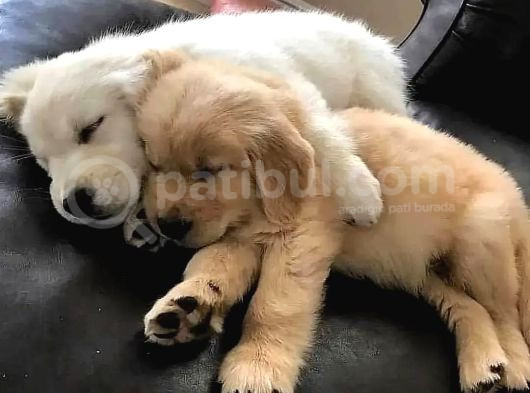 En Tatlı Ve Sadık Irk Golden Yavrularımız görsel
