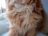 Golden British Longhair By11 Dişi