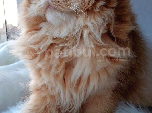 Golden British Longhair By11 Dişi görsel