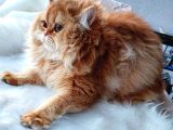 Golden British Longhair By11 dişi