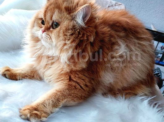 Golden British Longhair By11 Dişi