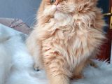 Golden British Longhair By11 Dişi