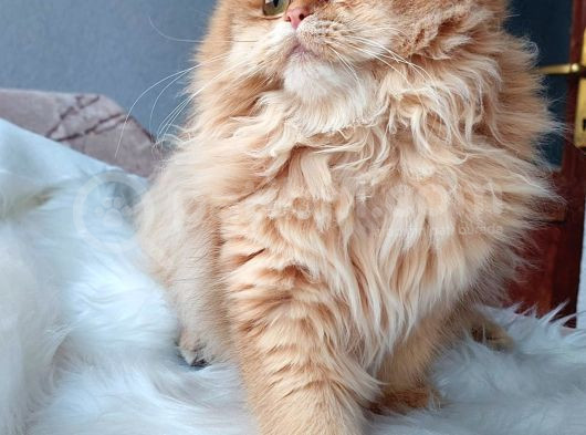 Golden British Longhair By11 Dişi görsel