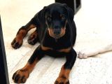 A Kalite Orjinal Doberman Bebekler