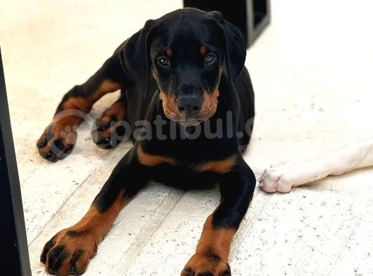 A Kalite Orjinal Doberman Bebekler görsel