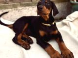 A kalite orjinal doberman bebekler
