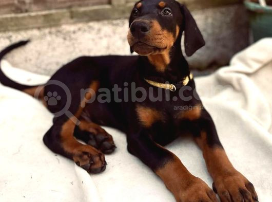 A Kalite Orjinal Doberman Bebekler