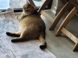 Sevecan Bir Kedi