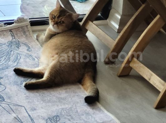 Sevecan Bir Kedi görsel